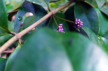 Korakaha