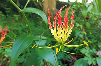 Niyangala