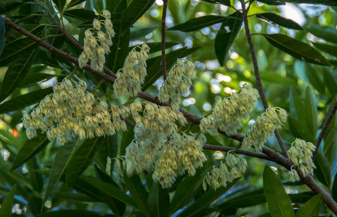 Rudraksha