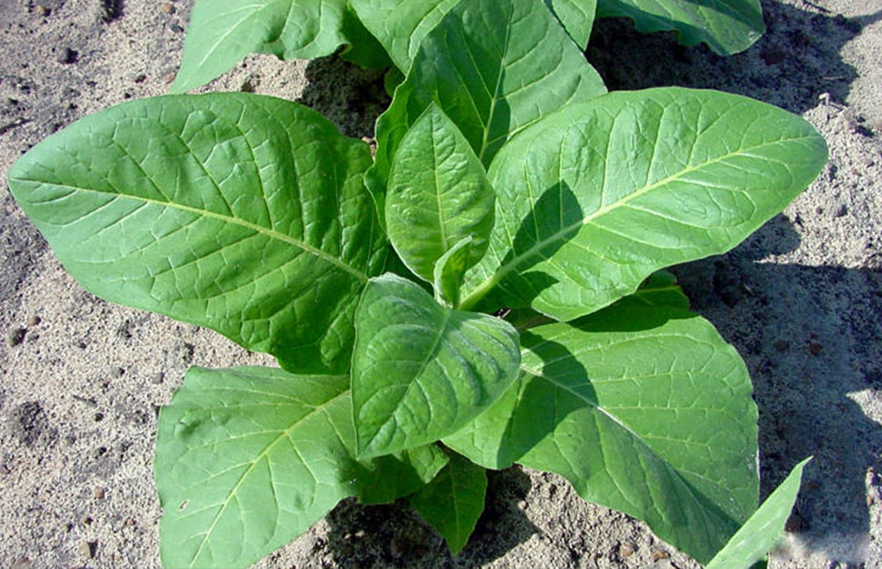 Dumkola