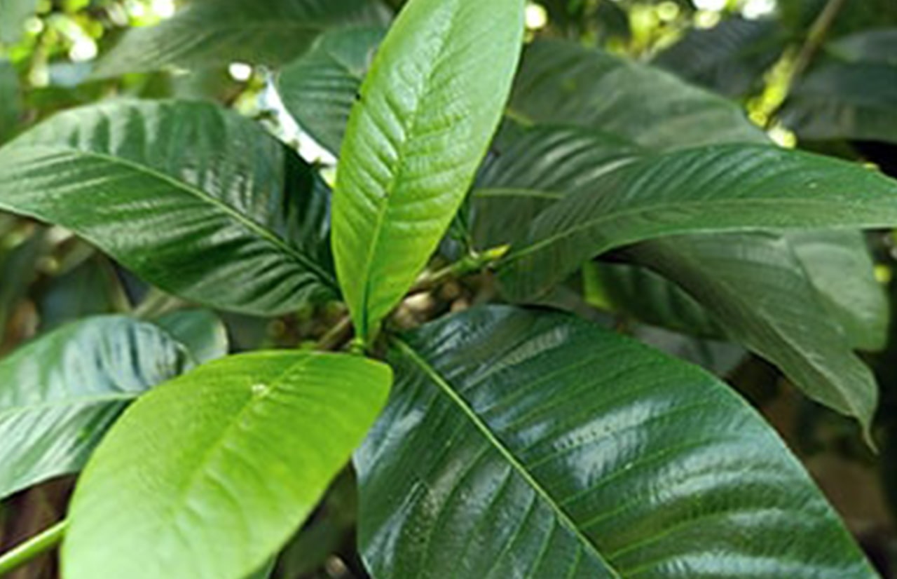 Perumkayam